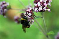 honey bee