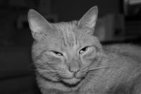 cat in black and white