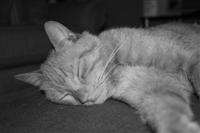 cat in black and white