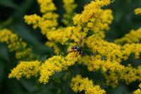 hover fly