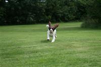 spaniel running
